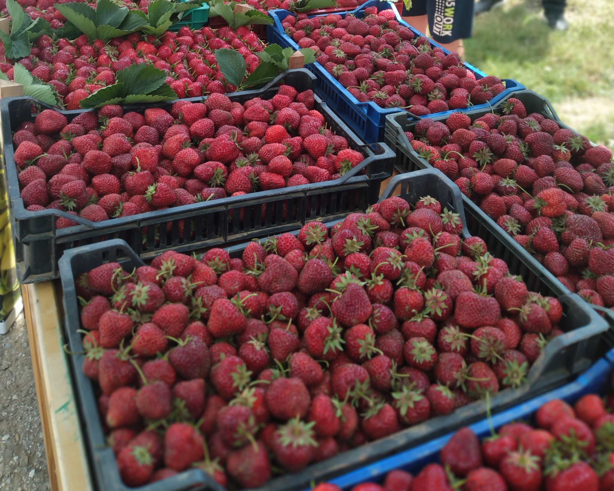 Raspberries Raspberries